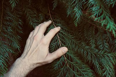 Close-up of hand touching plant