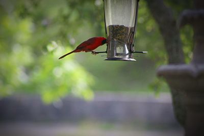 Northern cardinal perching bird feeder