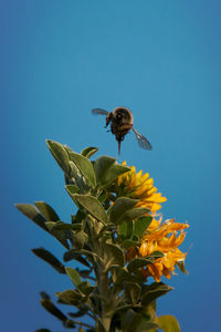 Bee pollinating on sunflower against blue sky