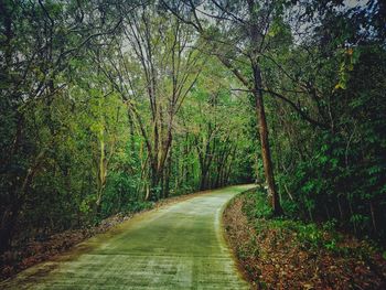 Empty road amidst trees in forest