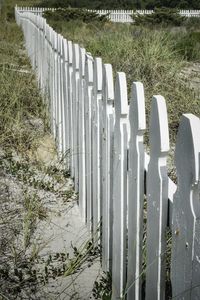 Row of plants on field