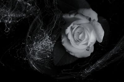 High angle view of rose plant in black background