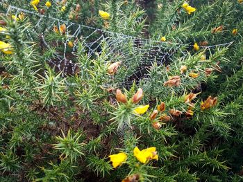 High angle view of yellow flowers blooming on field