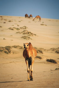 Horse standing in a desert