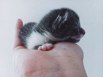 Close-up of hand holding cat