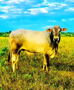 Cow standing in a field