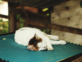 Cat sleeping