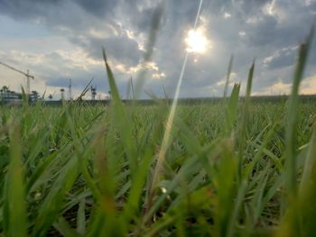 Close-up of crop growing on field against sky