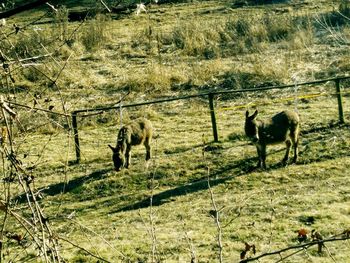 Horse grazing on grassy field