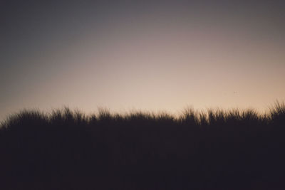 Silhouette plants on field against clear sky