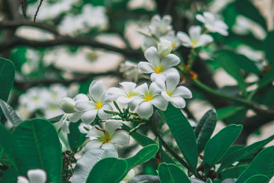 Close-up of white flowers