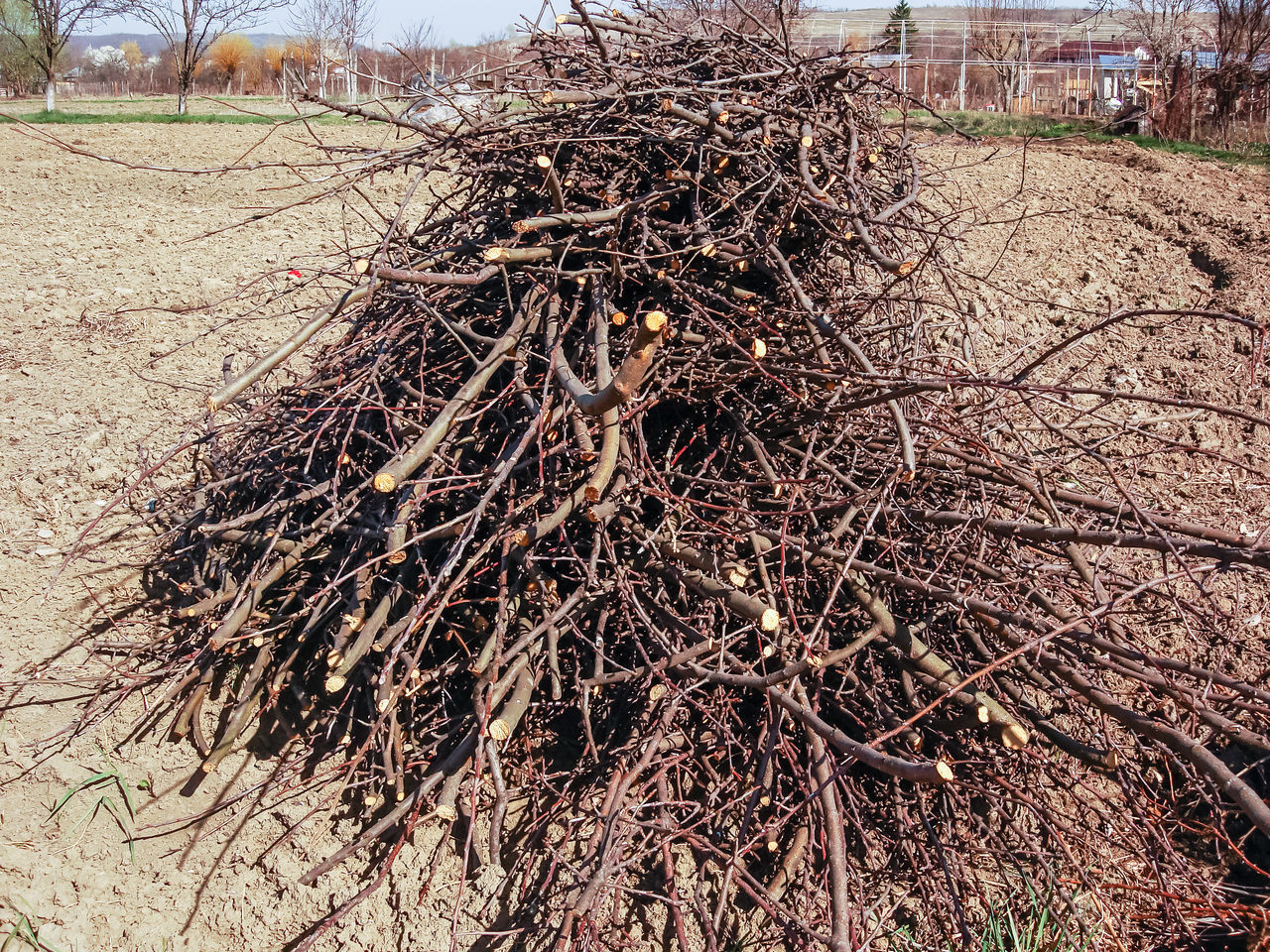 CLOSE-UP OF BARE TREE TRUNK