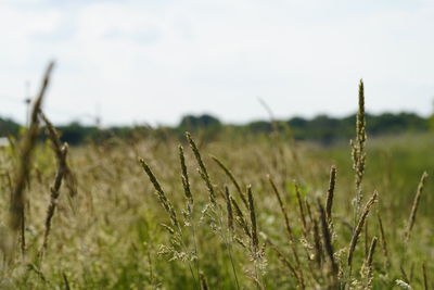 Close-up of stalks in field against sky