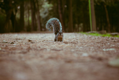 Squirrel on tree in forest