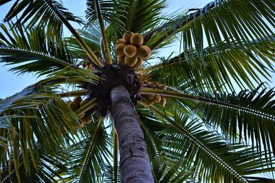 Low angle view of palm tree against sky