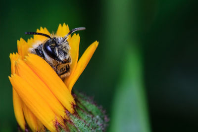 Close-up of bee pollinating on yellow flower