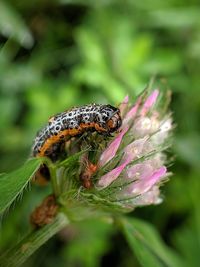 Close-up of butterfly pollinating on flower