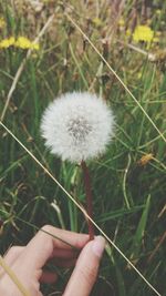 Close-up of hand holding dandelion