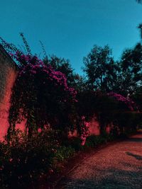 Pink flowering plants against clear blue sky