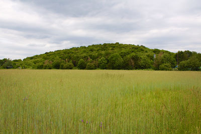 Scenic view of agricultural field against sky