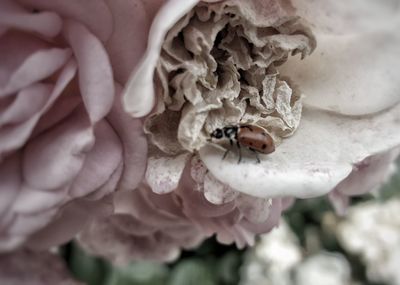 Close-up of insect on flower