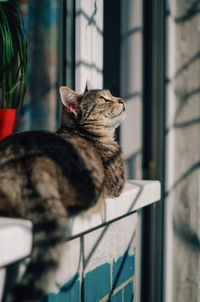 Cat sitting on a window