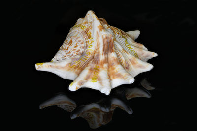 Close-up of shell over black background