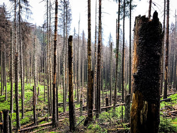 Pine trees in forest