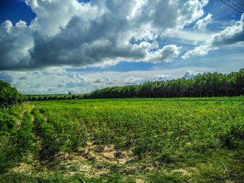 Scenic view of agricultural field against sky