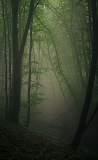 Trees in forest