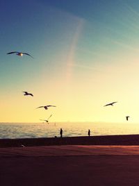 Bird flying over sea