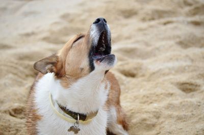 Close-up of dog on sand at beach