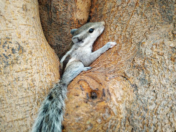 Close-up of squirrel on tree trunk