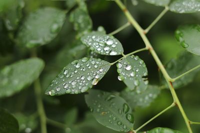 Close-up of raindrops on leaves