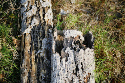 Close-up of tree trunk on field