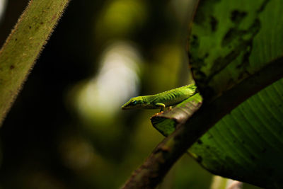 Close-up of lizard on plant