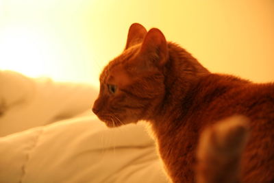 Close-up of ginger cat