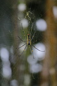 Close-up of spider on web