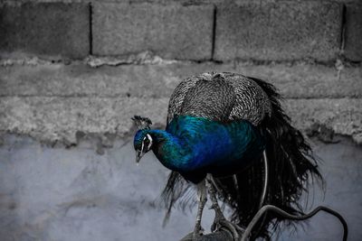 Close-up of peacock perching on stone wall