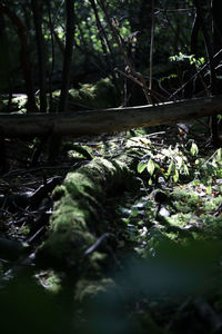 Close-up of plants growing on land in forest