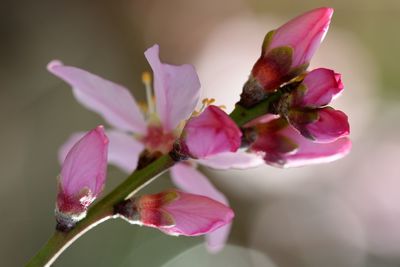 Close-up of pink cherry blossoms