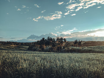 Scenic view of field against sky