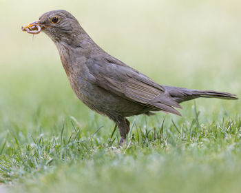 Close-up of bird perching on field