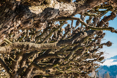 Close-up of tree trunk