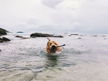 Dog in a sea