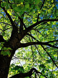 Low angle view of trees in forest
