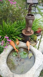 View of potted plant in fountain