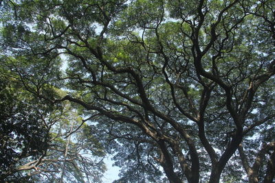 Low angle view of trees in forest