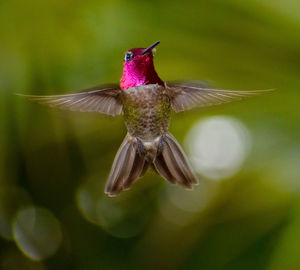  brilliant colorful wild annas hummingbird caught mid air hovering wings out w/bright fuschia head