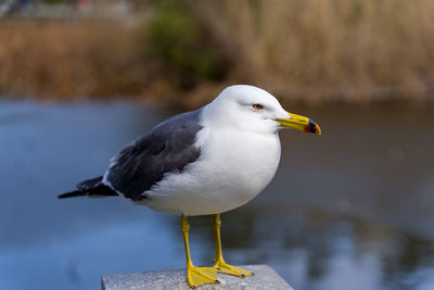 Close-up of seagull perching on a bird